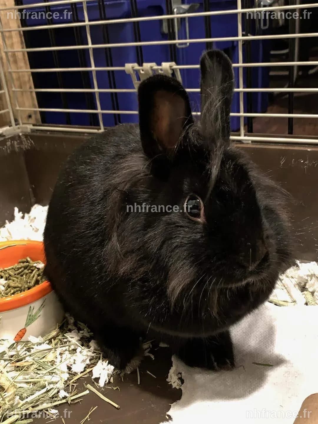 Thumper : Un lapin sauvé d'une propriété déplorable dans le comté d'Oswego se rétablit dans un refuge