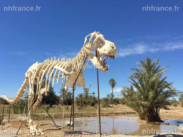 Au Maroc, le business juteux des fossiles de dinosaures - Le Monde.fr