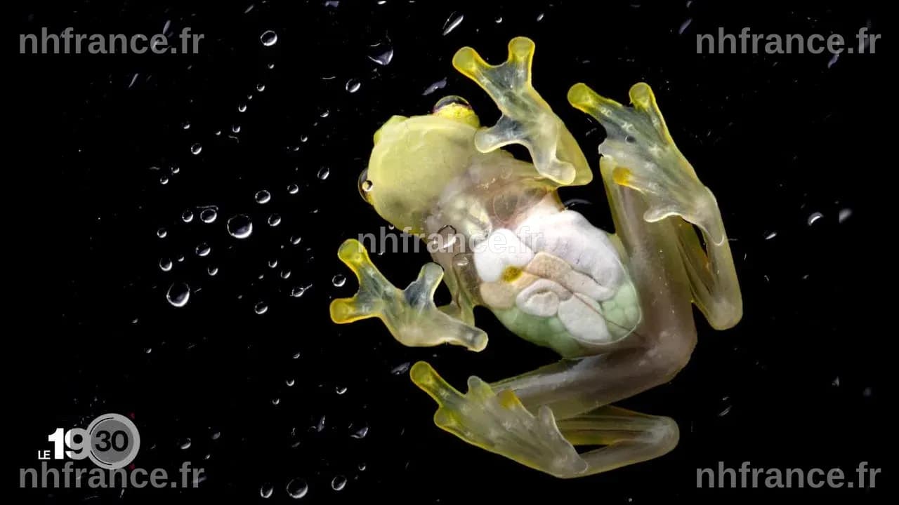 Science Le FNS récompense les meilleures photos scientifiques suisses