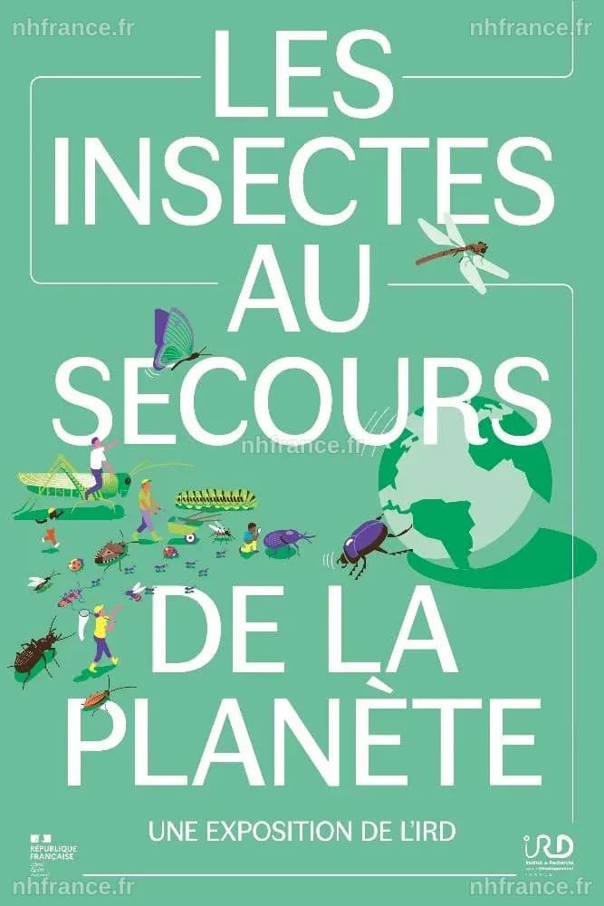 Les automobilistes mobilisés pour le recensement des insectes : un geste pour la science