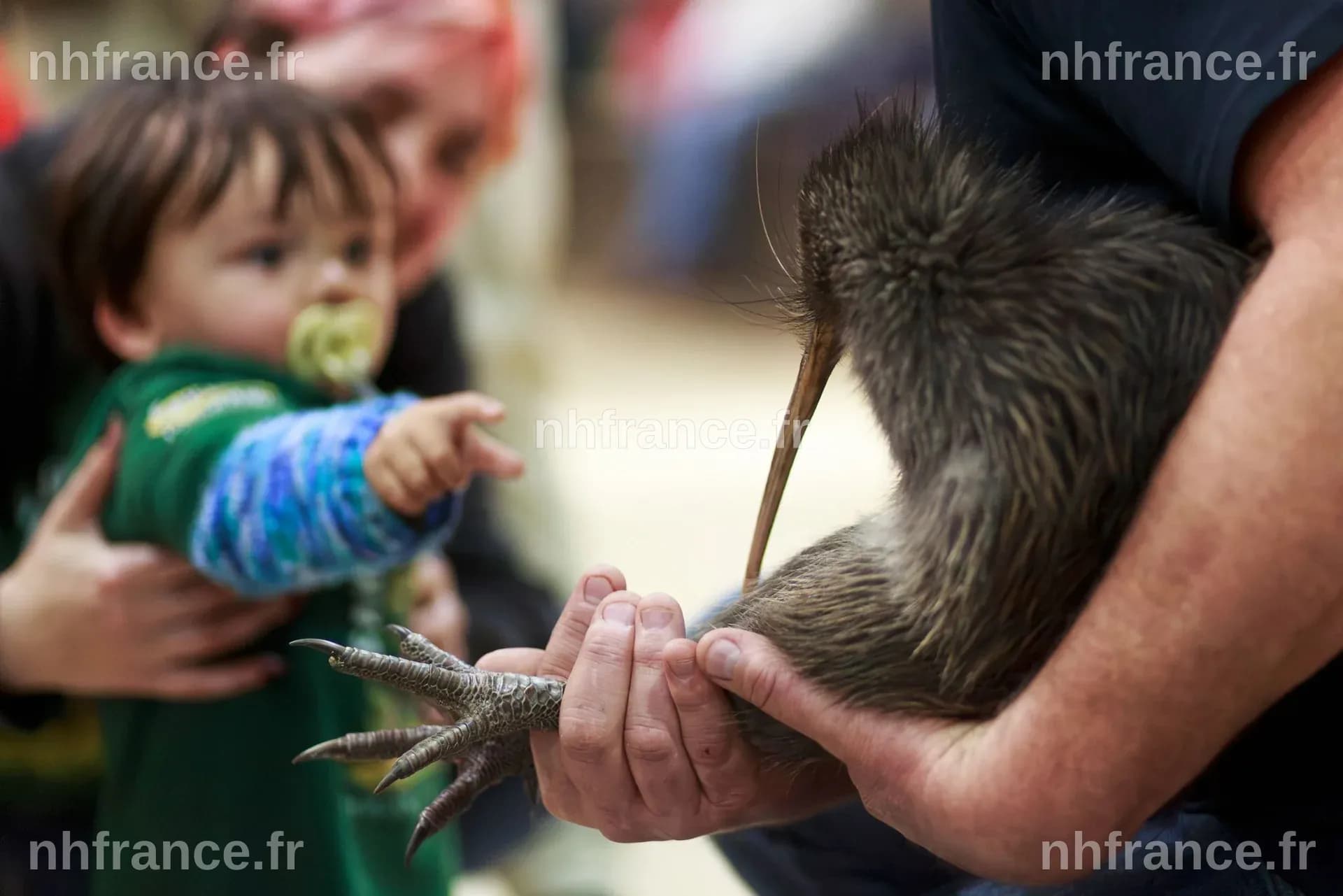 Un mouvement citoyen ramène les emblématiques oiseaux kiwi à Wellington après un siècle d'absence