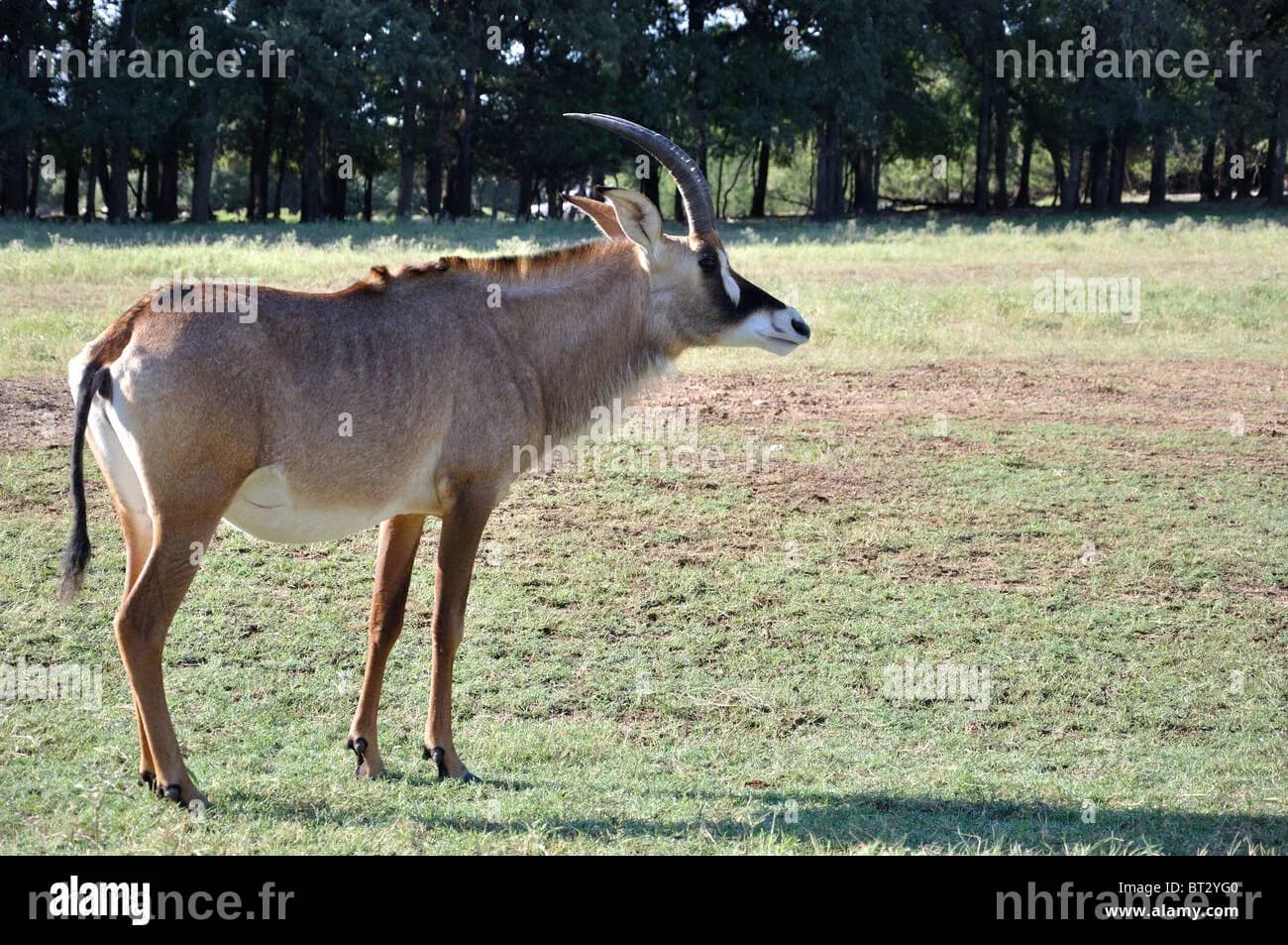 Une entreprise américaine s'attaque à la résurrection de l'antilope bleue, disparue à jamais