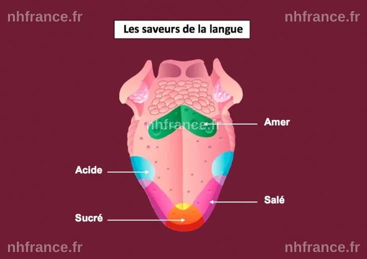 Les saveurs fondamentales de la langue humaine : au-delà du mythe des quatre saveurs