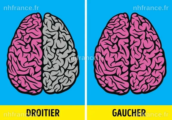 La Survie des Gauchers : Un Trait Psychologique Agressif Découvert dans le Cerveau