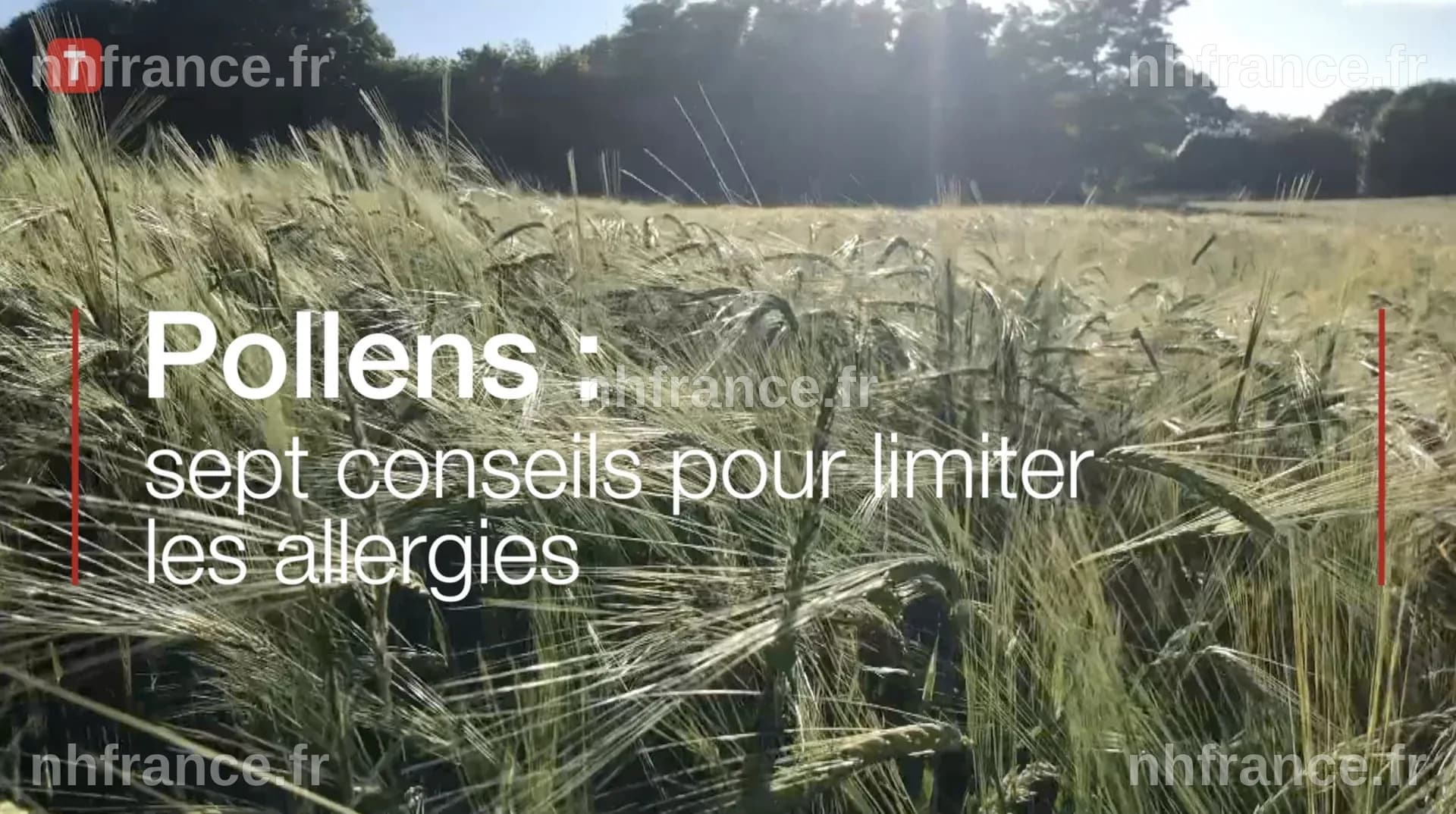 Allergies aux pollens : 3 conseils scientifiques pour mieux vivre le printemps