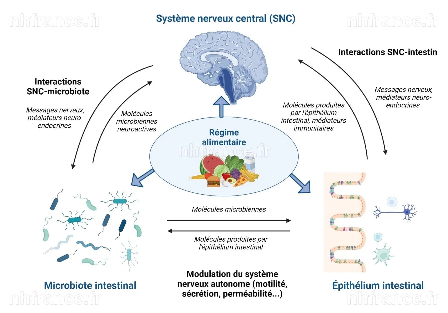 Nutrition Personnalisée : Comprendre l'Art de Manger selon son Microbiote