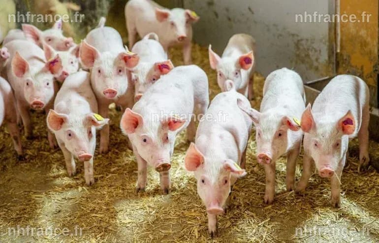 Hunan Zhenghong Science and Technology : Augmentation spectaculaire de 40,2 % du chiffre d'affaires des ventes de porcs en avril