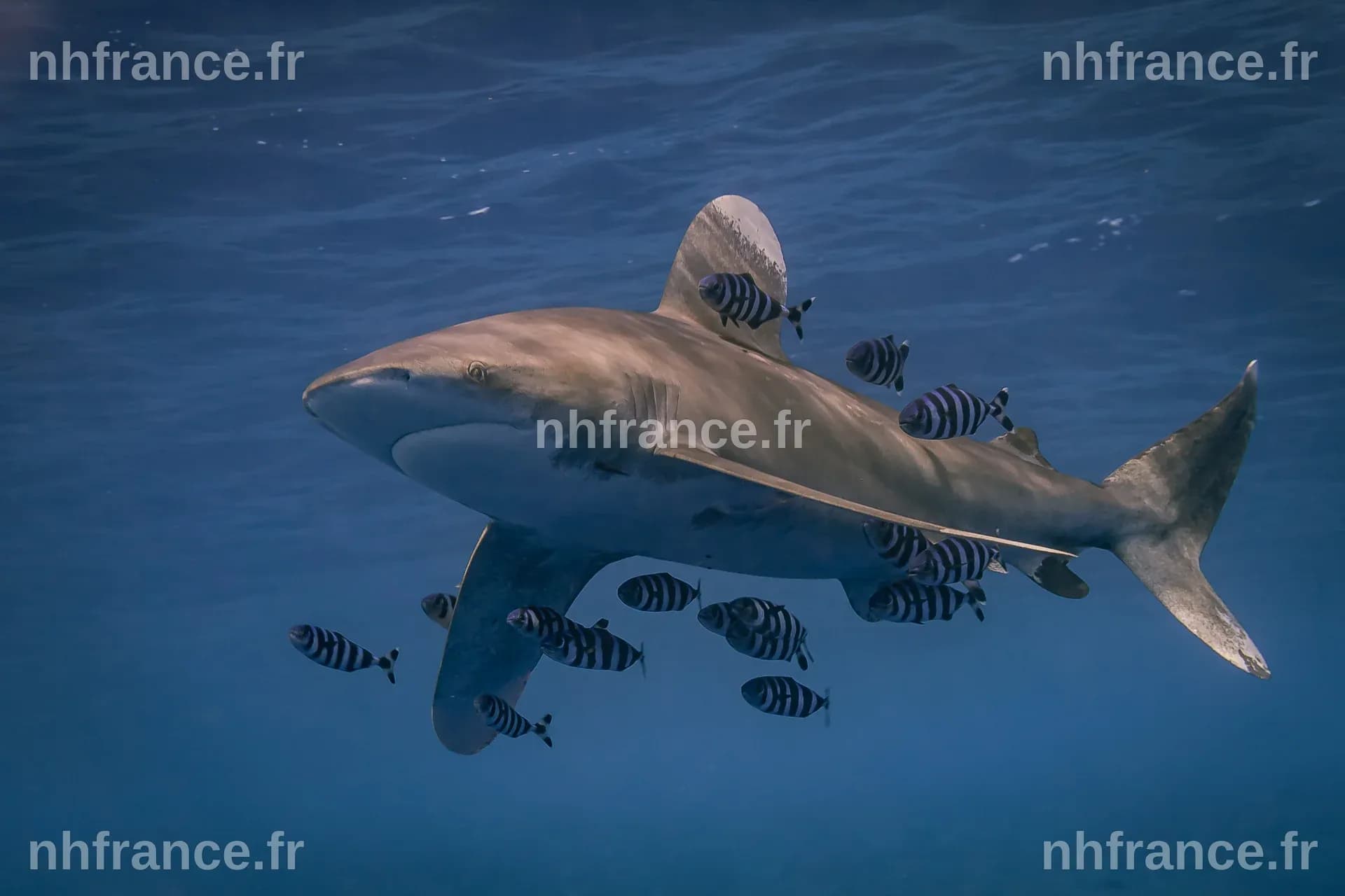 Les requins sentinelles : des prédateurs capables de transformer nos prévisions climatiques