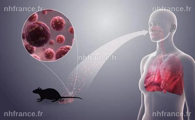 EN DIRECT, hantavirus : l’OMS confirme que huit cas sont associés au virus des Andes ; des « investigations sont en cours » pour trouver la source de la flambée épidémique - Le Monde.fr