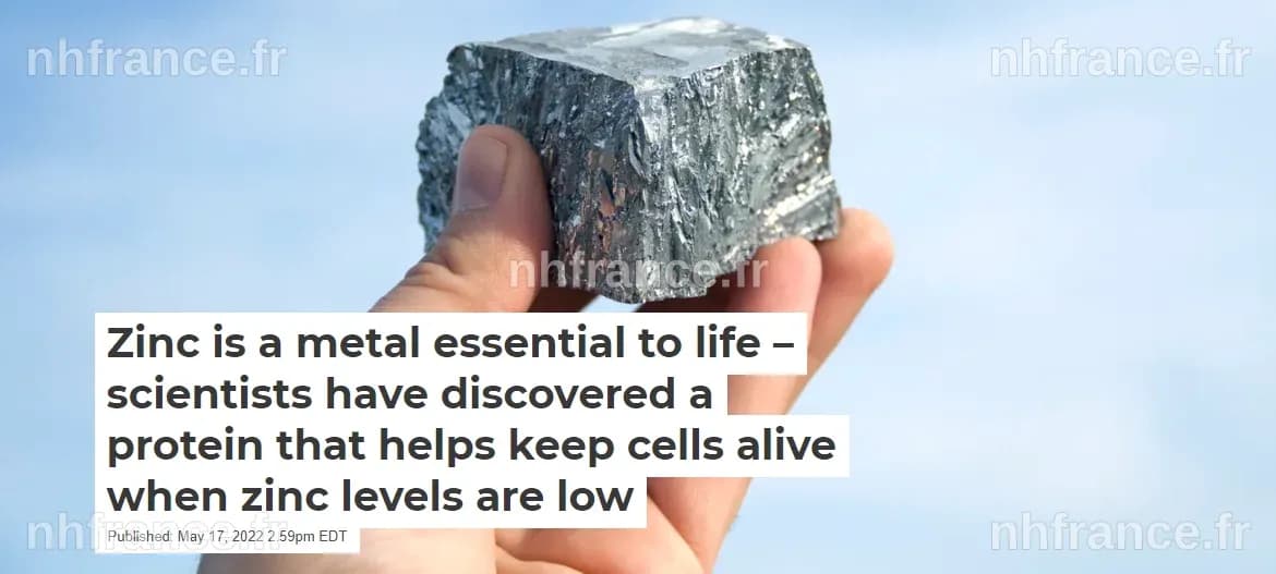 Zinc is a metal essential to life – scientists have discovered a protein that helps keep cells alive when zinc levels are low